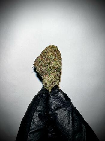 Indoor - MIAMI VICE | 32.63% THC | 3.5g