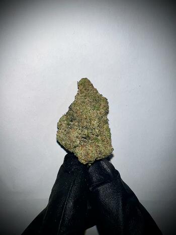 Indoor - LEMON BARS | 33.63% THC | 28g