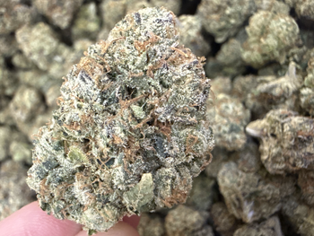 TOP SHELF - Sherbacio (indoor) | 32.39% THC | 14g