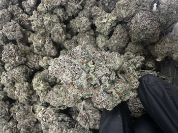 Top Shelf | Indoor Bubblegum Gelato | 32.22% THC | 28G