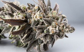 TOP SHELF - GSC (indoor) | 32.63% THC | 1oz