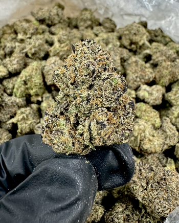 TOP SHELF - Black Cherry Gelato (indoor) | 31.90% THC | 3.5g