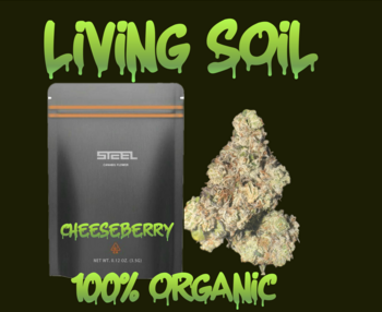 CheeseBerry 28g - TOP SHELF - (LIVING SOIL ORGANIC)
