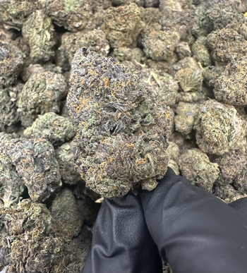 Top Shelf | Super Runtz | 32.19% THC | 14G