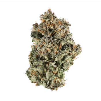 TOP SHELF - Sunset Sherbet (indoor) | 33.97% THC | 14g
