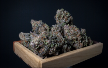 Indoor - Lemon Cherry Gelato | 33% THC | 3.5gr