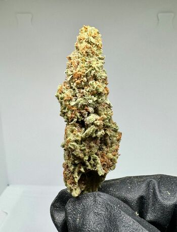 Indoor - Skee Yee | 33.14% THC | 14g