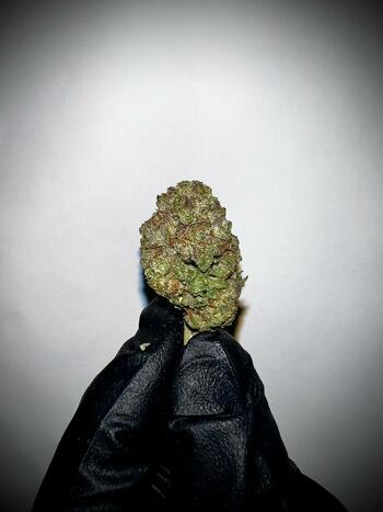 Indoor - ICE RUNTZ | 30.63% THC | 14g