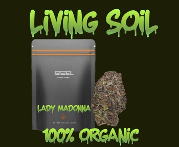 Lady Madonna 14g - TOP SHELF - (LIVING SOIL ORGANIC)